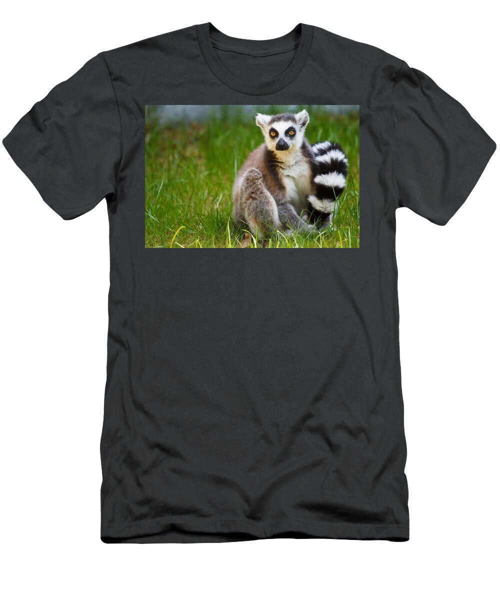 1 Ring Tailed Lemur Les Classics T-Shirt