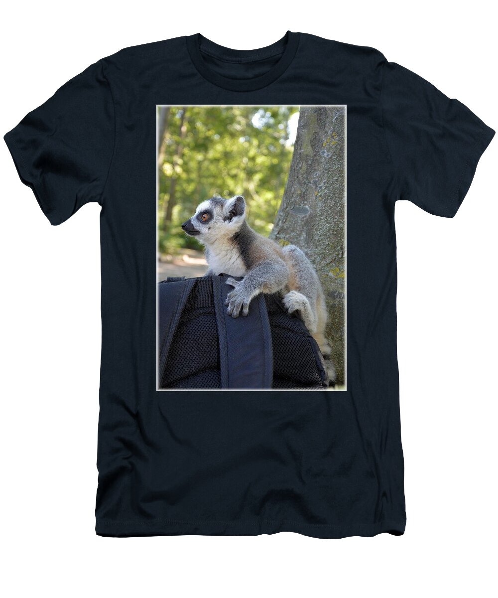 Ring Tailed Lemur 17 Les Classics T-Shirt