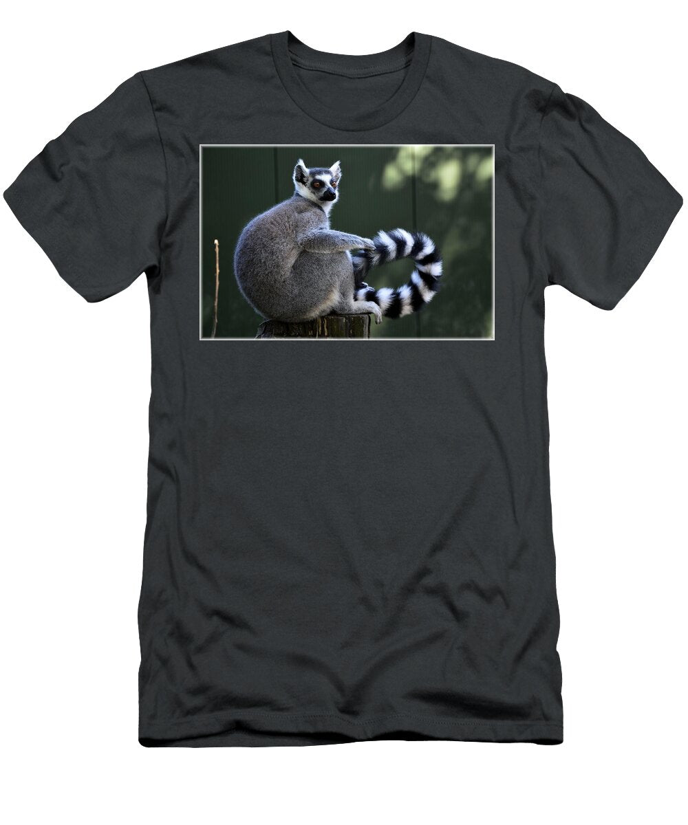 Ring Tailed Lemur 18 Les Classics T-Shirt