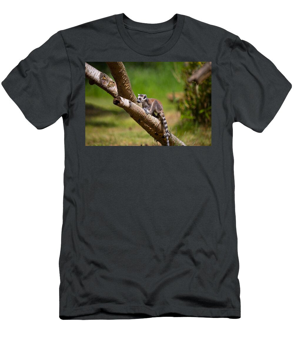 Ring Tailed Lemur B4 Les Classics T-Shirt