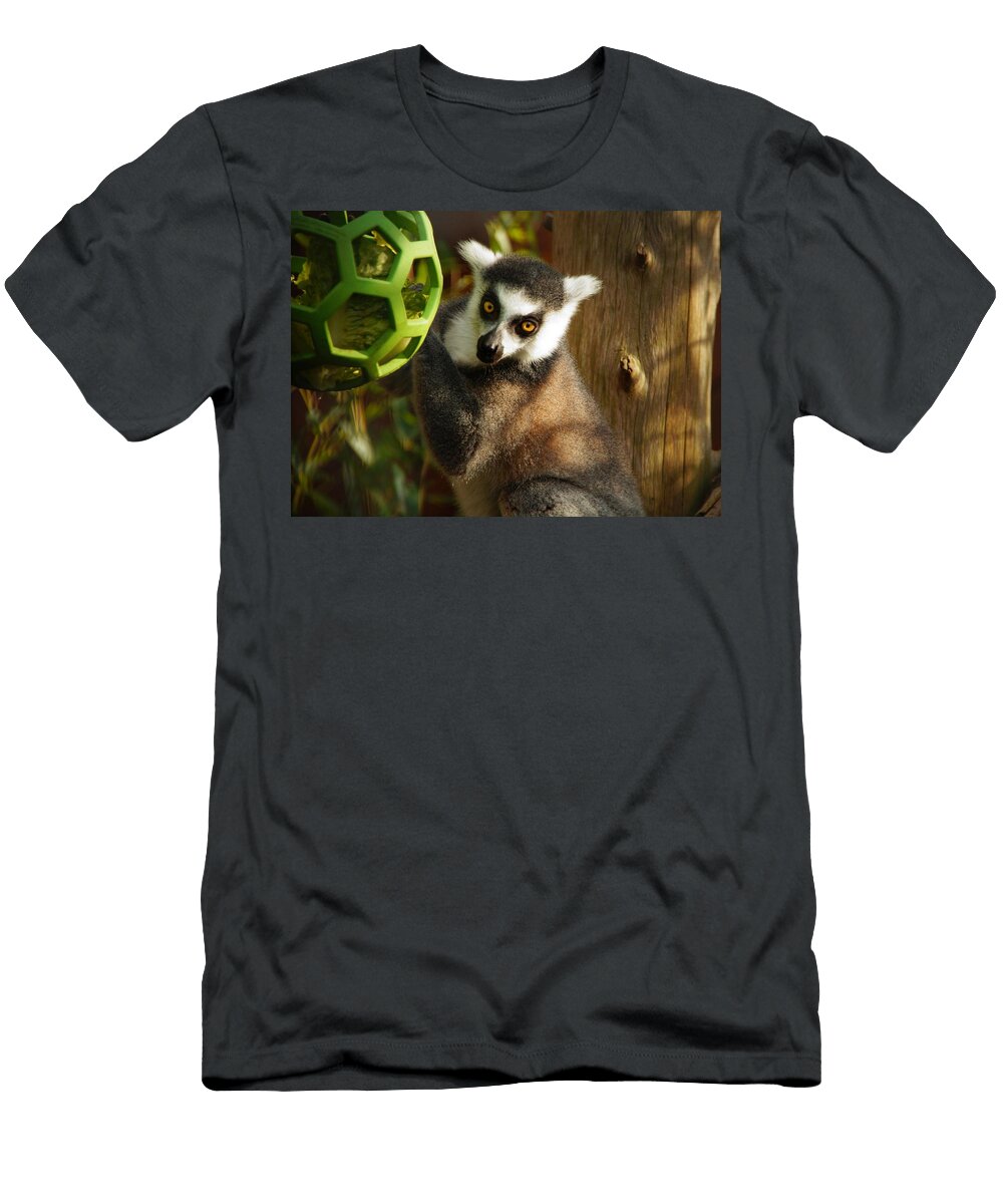 Ring Tailed Lemur Lemur Primate Monkey Les Classics T-Shirt