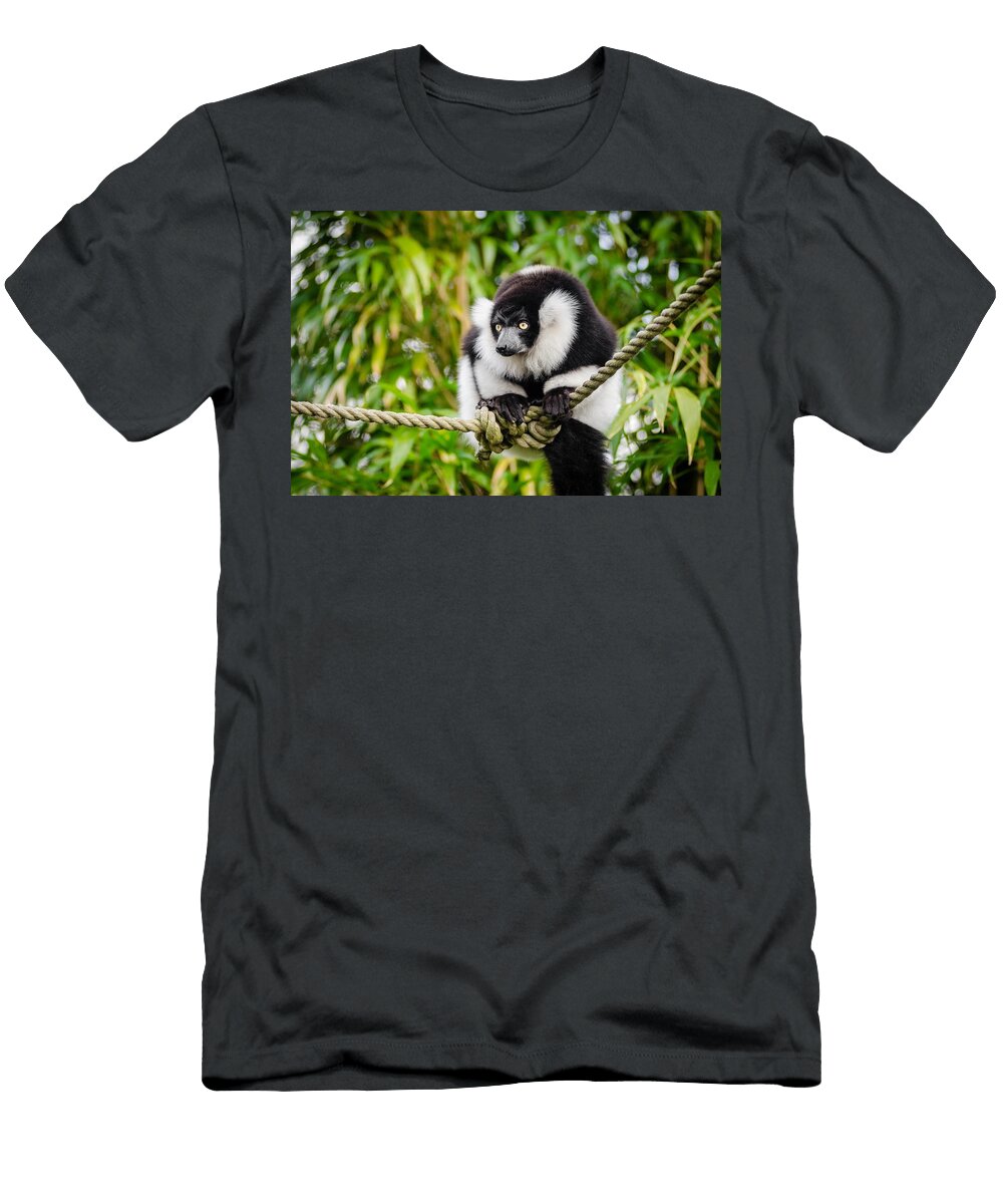Ring Tailed Lemur Lemur R7 Les Classics T-Shirt