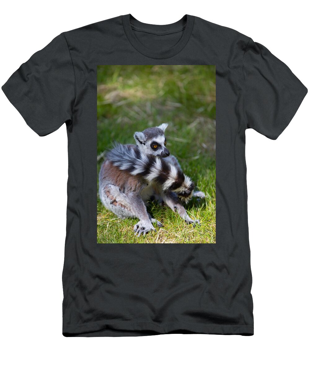Ring Tailed Lemur N3 Les Classics T-Shirt