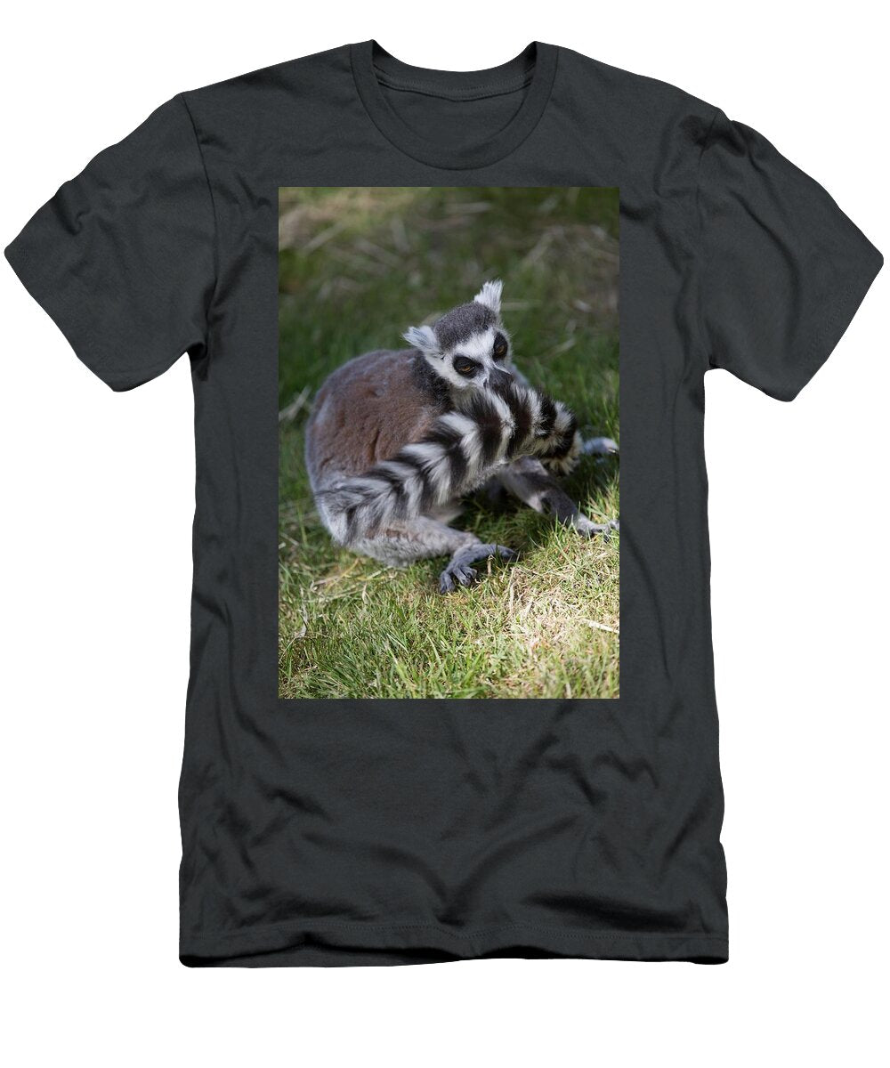Ring Tailed Lemur S2 Les Classics T-Shirt
