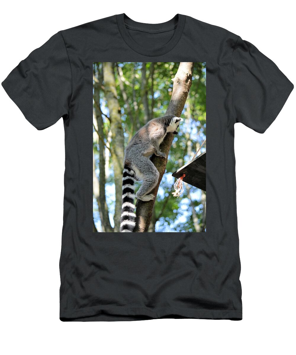 Ring Tailed Lemur Y3 Les Classics T-Shirt