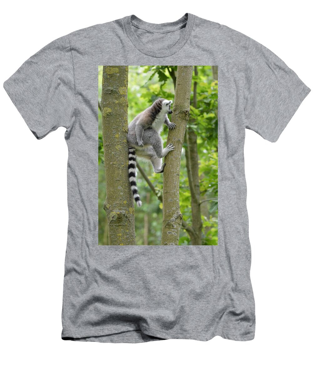 Ring Tailed Lemurs 5 Les Classics T-Shirt
